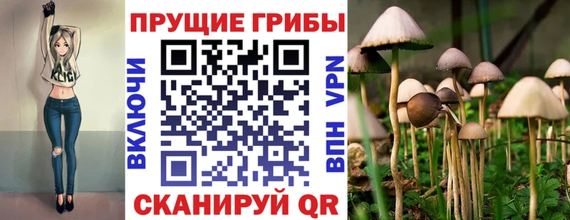 Псилоцибиновые грибы Psilocybe  Купить закладки  Катайск 